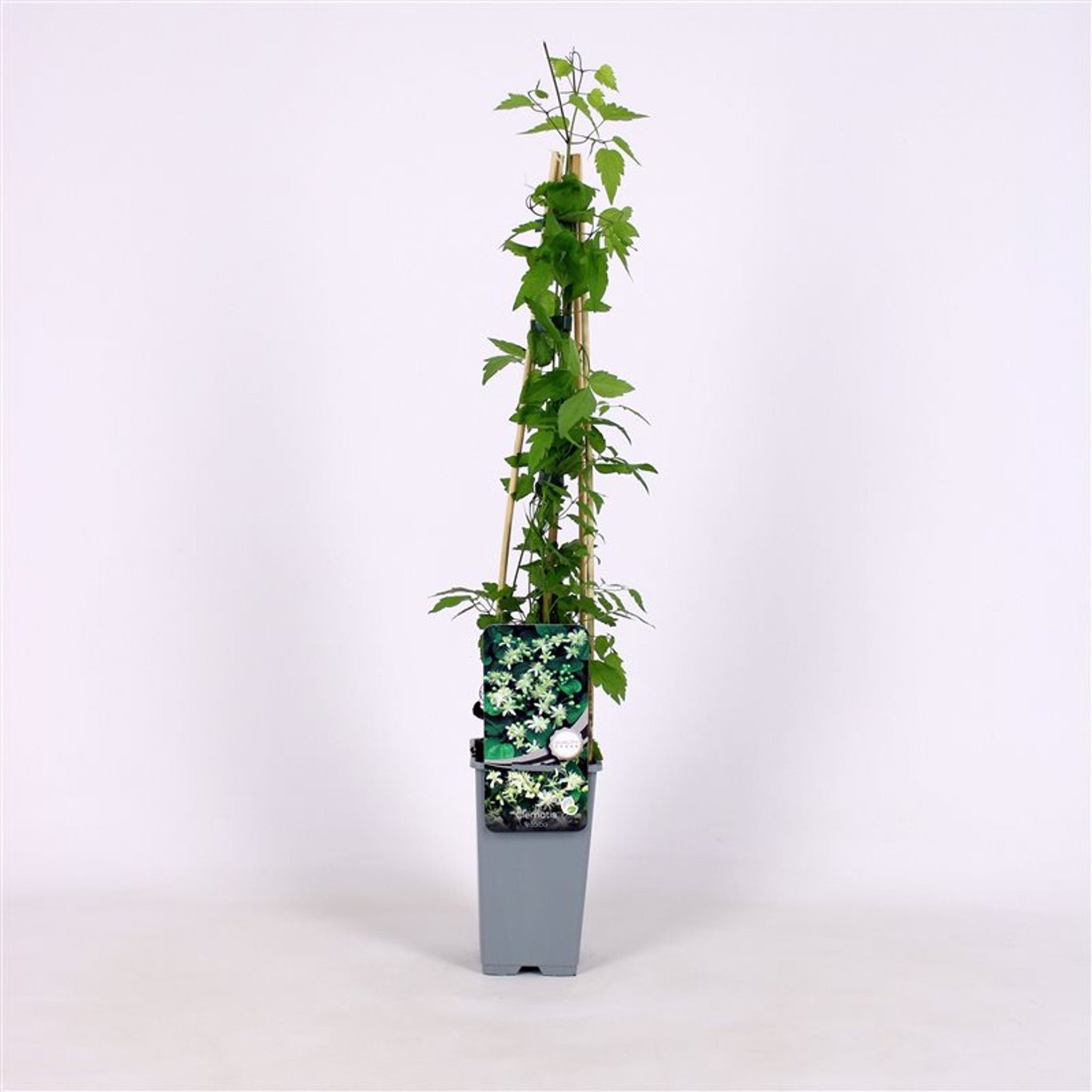 Klematis – Clematis vitalba - C2 70/+ CM